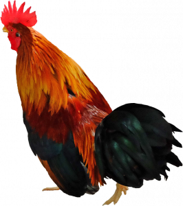 chicken 26
