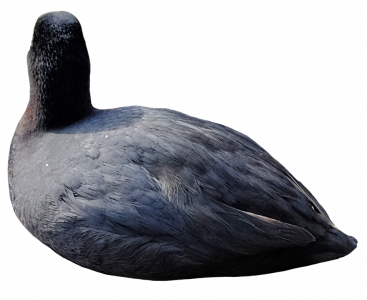 black duck 26