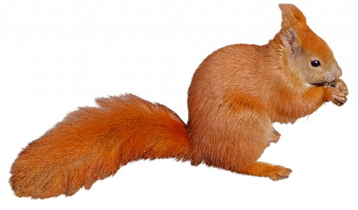 squirrel 26