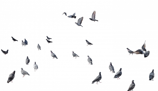 pigeons 26