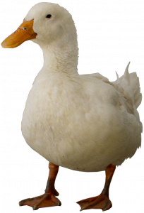 567-pato-the-duck.png 88