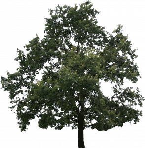 179-free-cut-out-tree-004.png 129
