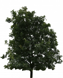 79-free-cut-out-tree-006.png 129
