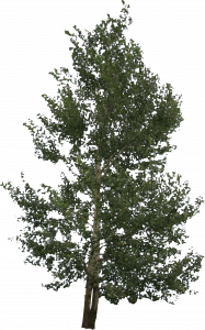 917-free-cut-out-tree-007.png 129