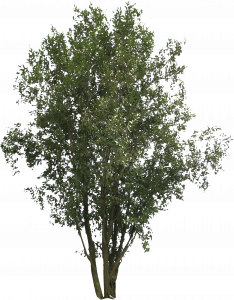 949-free-cut-out-tree-008.png 129