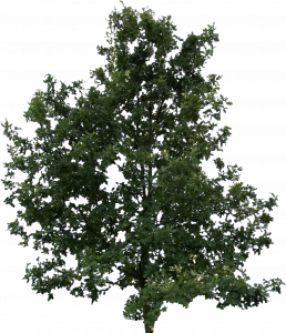 426-free-cut-out-tree-009.png 129