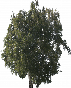 378-free-cut-out-tree-010.png 129