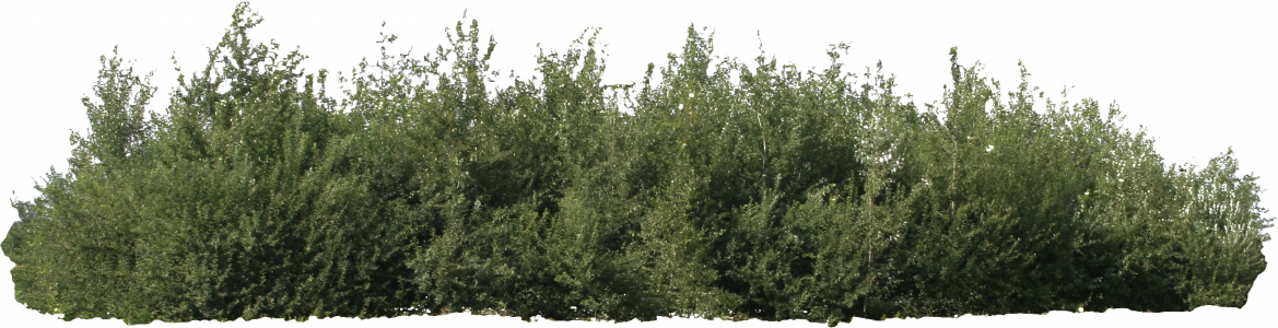 232-free-cut-out-tree-011.png 129