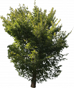 89-free-cut-out-tree-012.png 129