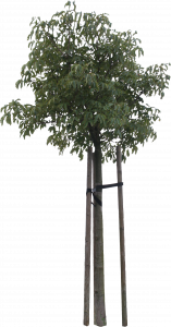89-free-cut-out-tree-016.png 129