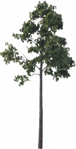 557-free-cut-out-tree-018.png 129