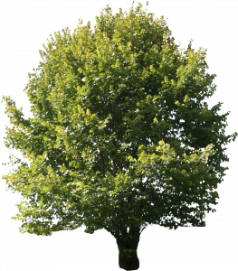 304-free-cut-out-tree-019.png 129