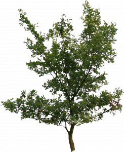 801-free-cut-out-tree-001.png 129