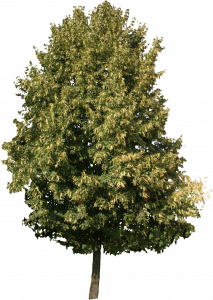 624-free-cut-out-tree-022.png 129