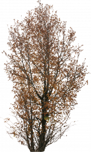 309-free-cut-out-tree-023.png 129
