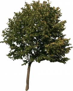 488-free-cut-out-tree-025.png 129