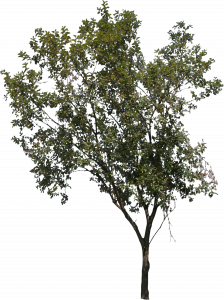193-free-cut-out-tree-028.png 129