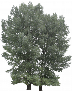 907-free-cut-out-tree-032.png 129