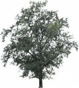649-free-cut-out-tree-033.png 129