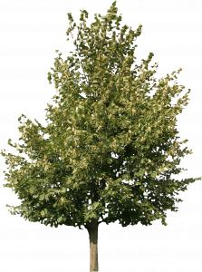 504-free-cut-out-tree-021.png 129