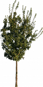 277-re_tree_11.png 129
