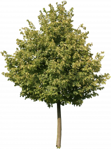 628-re_tree_13.png 129