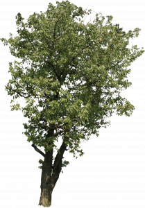 60-re_tree_17-1.png 129
