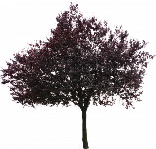 509-re_tree_18-1.png 129