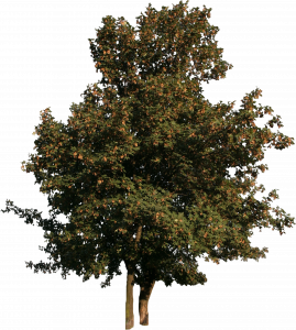 697-free-cut-out-tree-035.png 129