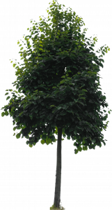 548-re_tree_09.png 129