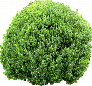 996-buisson 1.669 копия.png 131