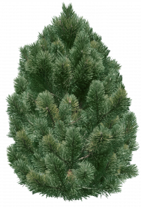 798-Pinus nigra.44 копия.png 131