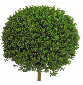 486-buxus sempervirens.149 3.png 131