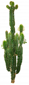 953-cactus-01.1515 копия.png 131