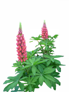 358-lupin rose.2533 копия.png 131