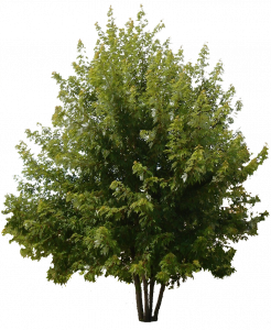 552-T02_Acer cepee.1629 копия.png 131