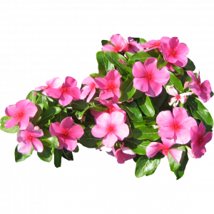 637-Pink-Flowers.1704 копия.png 131