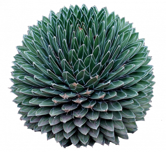 952-agave.366 копия.png 131
