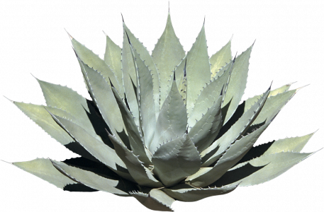 392-agave cactus.642.png 131