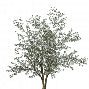 975-Prunus padus 2.1154 копия.png 131