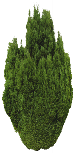 298-Taxus baccata.977 копия.png 131