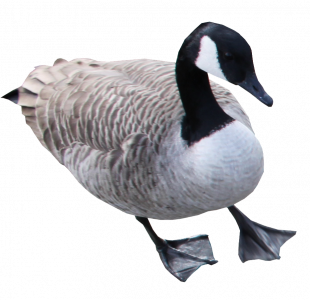825-canards1.png 131