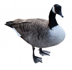 634-canards2.png 131