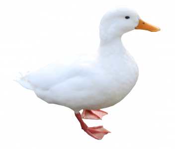 223-canards4.png 131