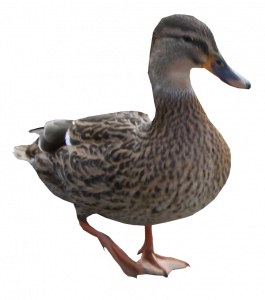 722-canards5.png 131