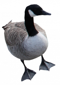 974-canards7.png 131