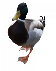 392-canards10.png 131
