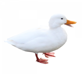 549-canards11.png 131