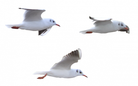 415-Mouettes1.png 131