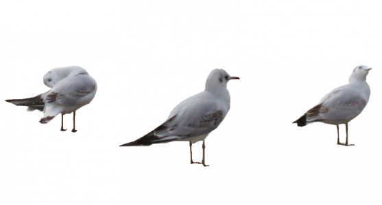 490-Mouettes7.png 131